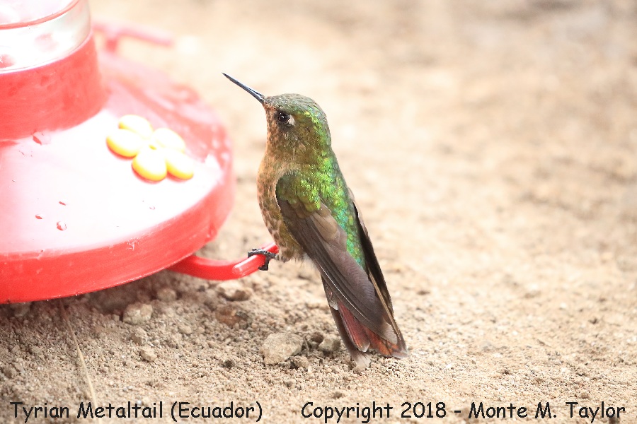 Tyrian Metaltail -November Female- (Yanacocha Reserve, Ecuador)