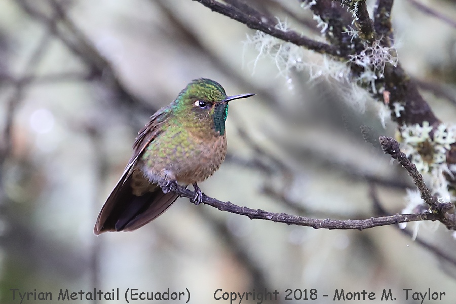 Tyrian Metaltail -November Male- (Yanacocha Reserve, Ecuador)