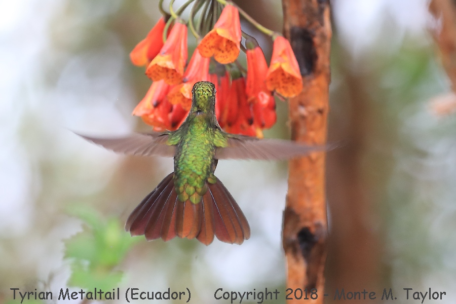 Tyrian Metaltail -November- (Yanacocha Reserve, Ecuador)