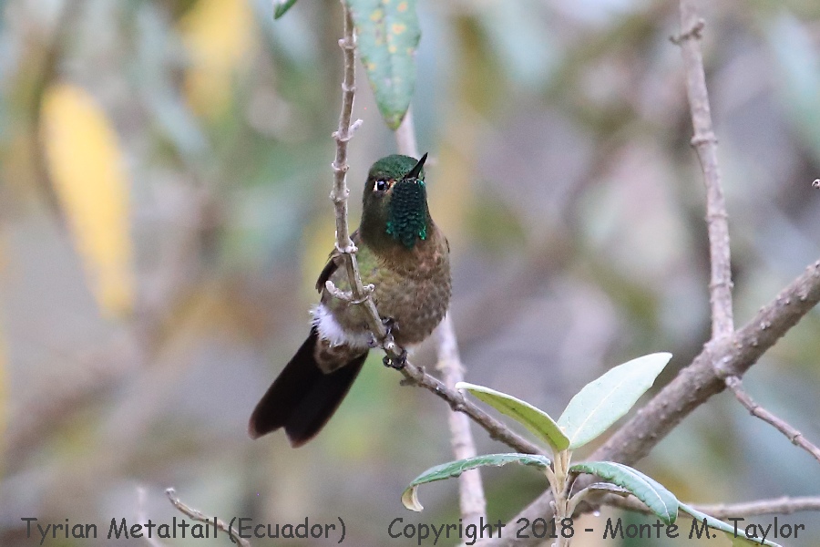 Tyrian Metaltail -November Male- (Yanacocha Reserve, Ecuador)