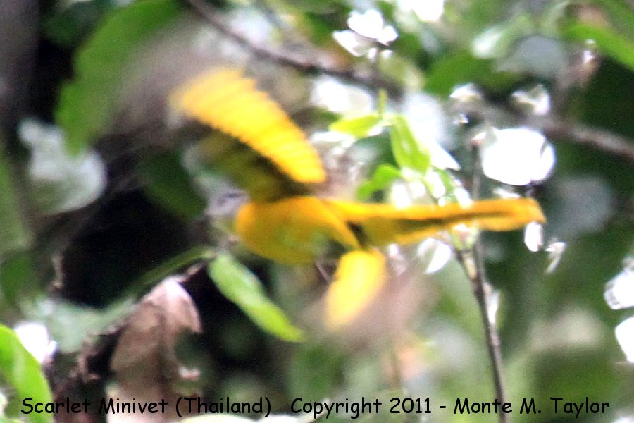Scarlet Minivet -winter male- (Kaeng Krachan National Park, Petchaburi, Thailand)