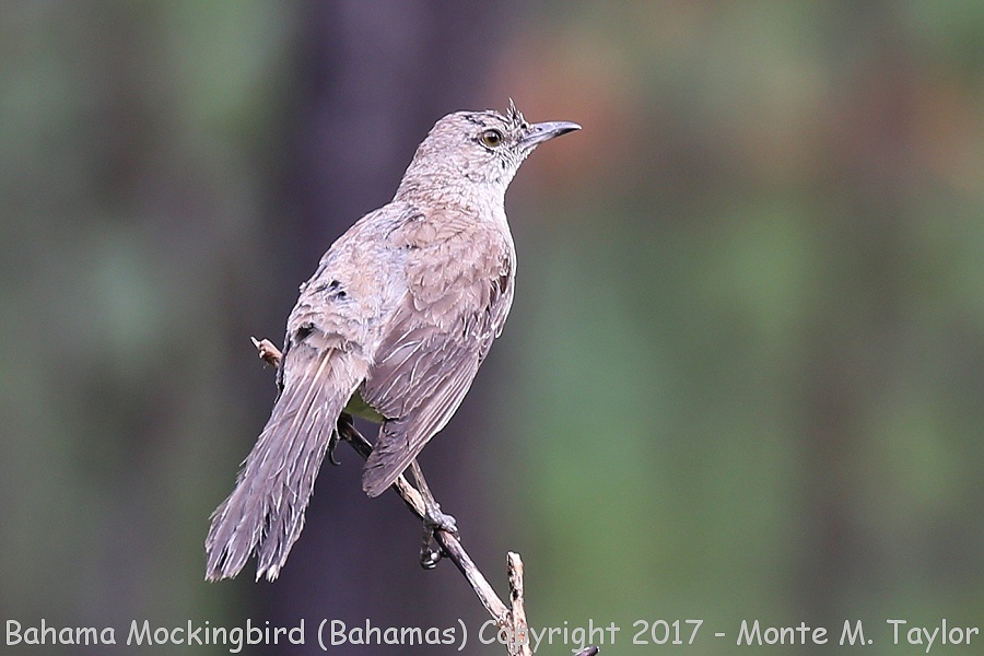 Bahama Mockingbird -summer- (Little Abaco, Bahamas)