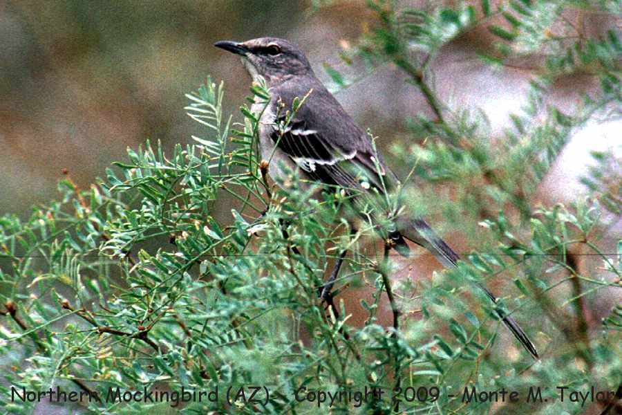 Northern Mockingbird -summer- (Arizona)