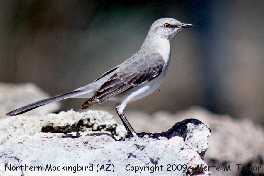 Northern Mockingbird -summer- (Arizona)