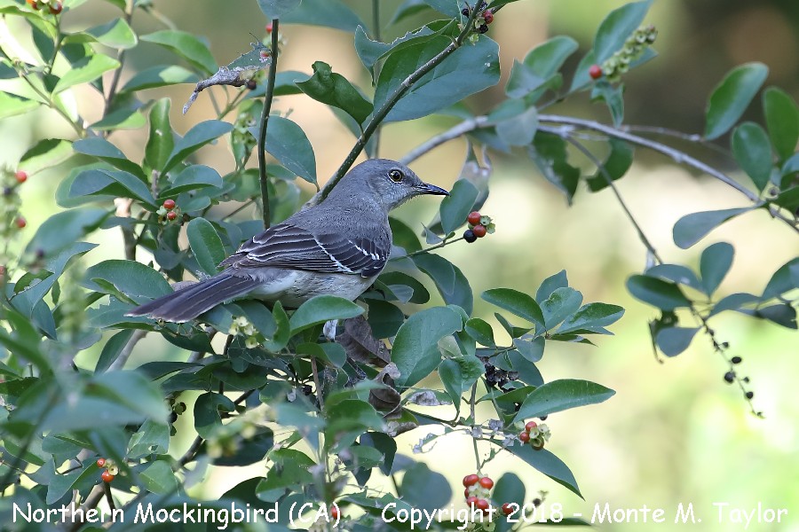 Northern Mockingbird -winter- (California)