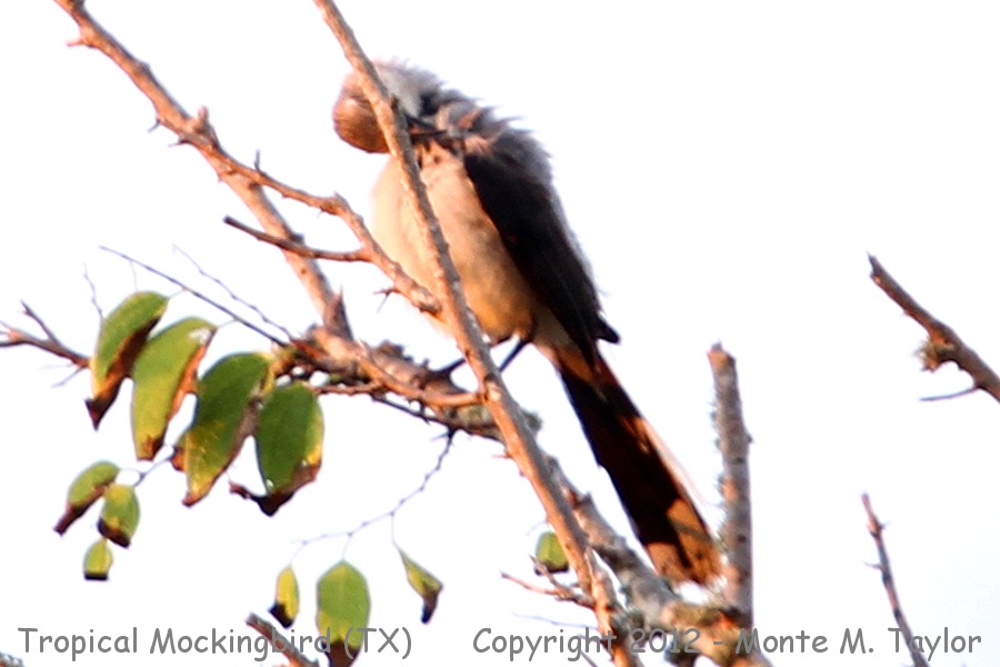 Tropical Mockingbird -Jun 23rd, 2012- (Sabine Woods/Sabine Pass, Texas)