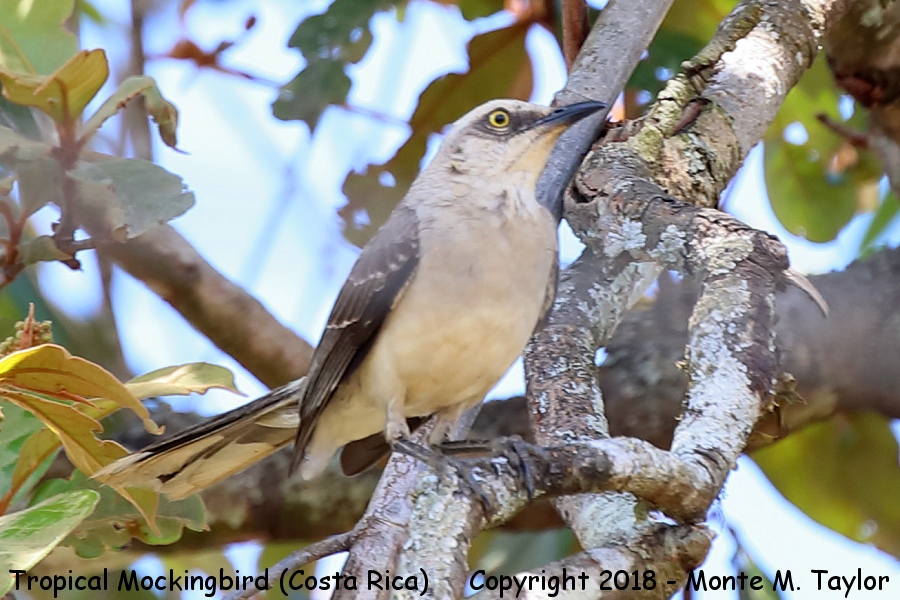 Tropical Mockingbird -winter- (Costa Rica)