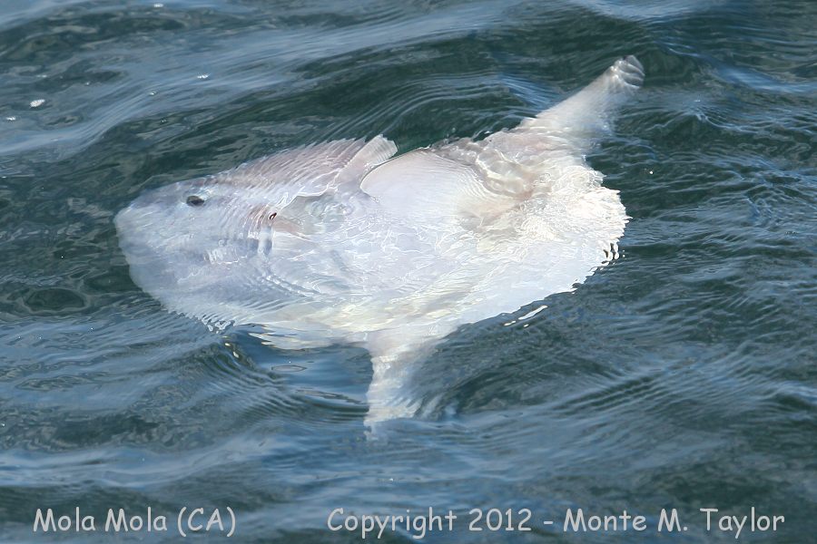 Mola Mola -fall- (California)