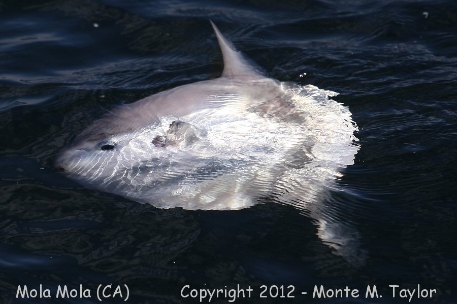 Mola Mola -fall- (California)