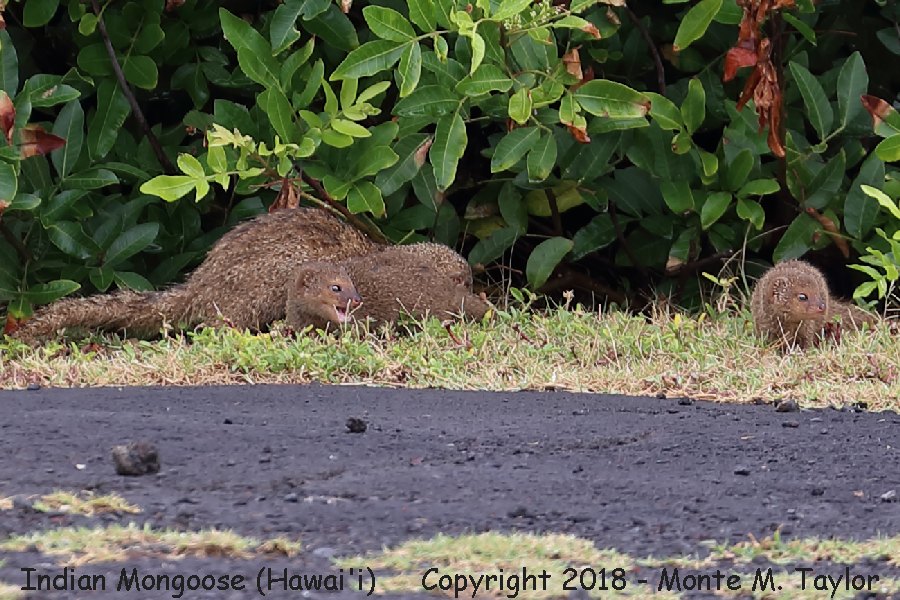 Indian Mongoose -spring- (Big Island, Hawai'i)