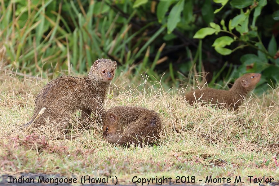 Indian Mongoose -spring- (Big Island, Hawai'i)