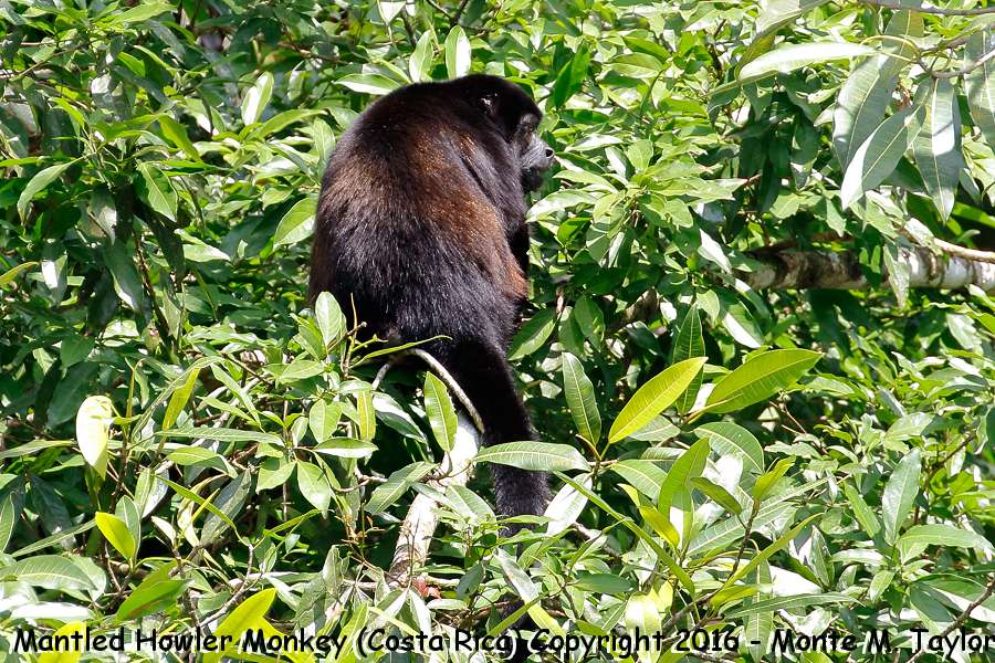 Mantled Howler Monkey -winter male- (Selva Verde, Costa Rica)