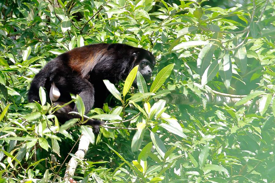 Mantled Howler Monkey -winter male- (Selva Verde, Costa Rica)