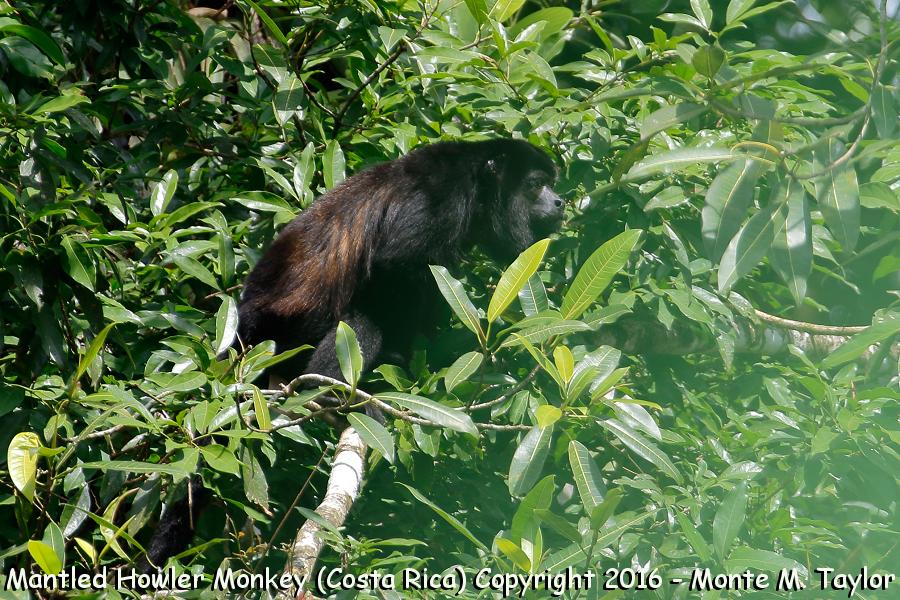 Mantled Howler Monkey -winter male- (Selva Verde, Costa Rica)