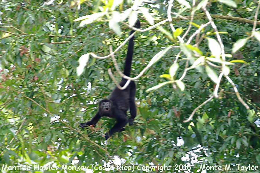 Mantled Howler Monkey -winter- (Selva Verde, Costa Rica)