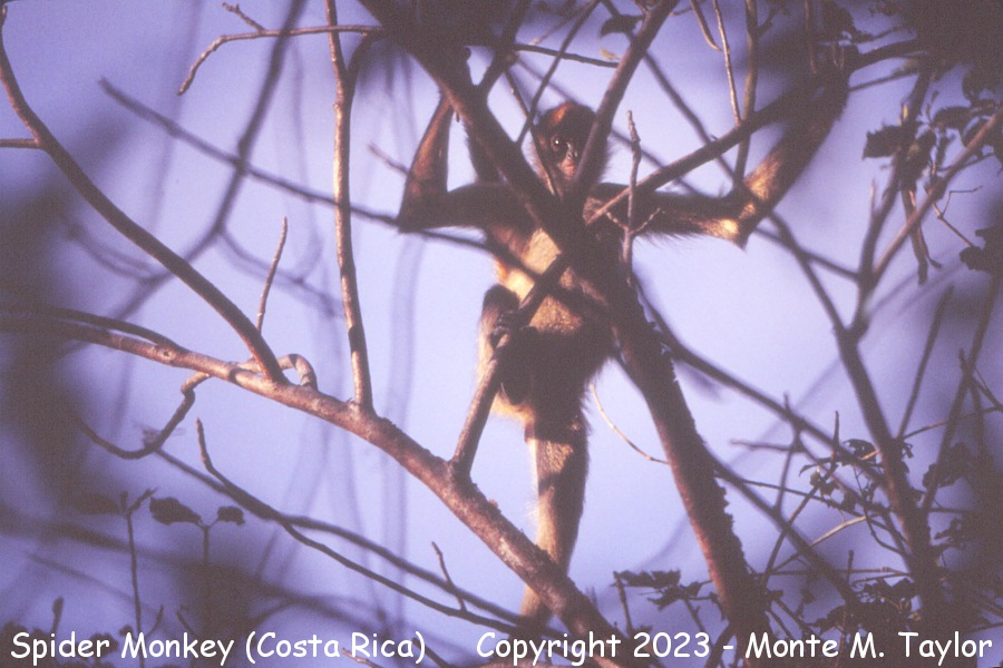 Spider Monkey -winter- (Costa Rica)