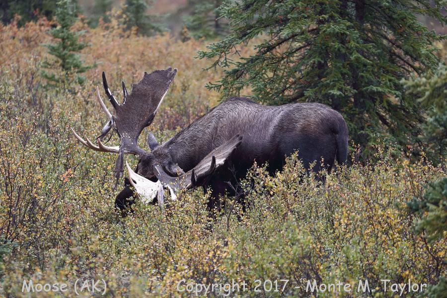 Moose -summer bull shedding- (Denali National Park, Alaska)