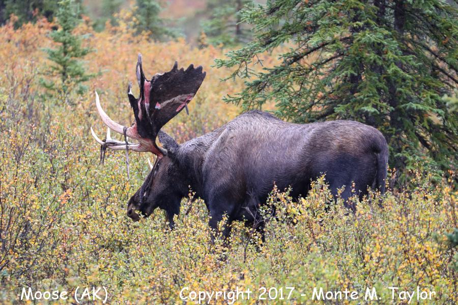 Moose -summer bull shedding- (Denali National Park, Alaska)