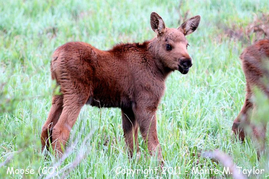 Moose -spring calf- (Rocky Mountain National Park, Colorado)