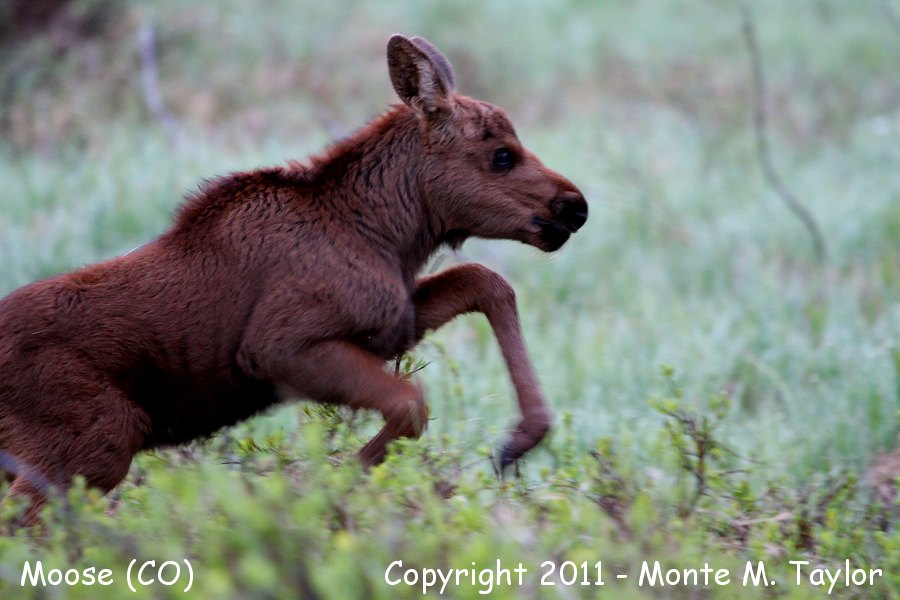 Moose -spring calf- (Colorado)