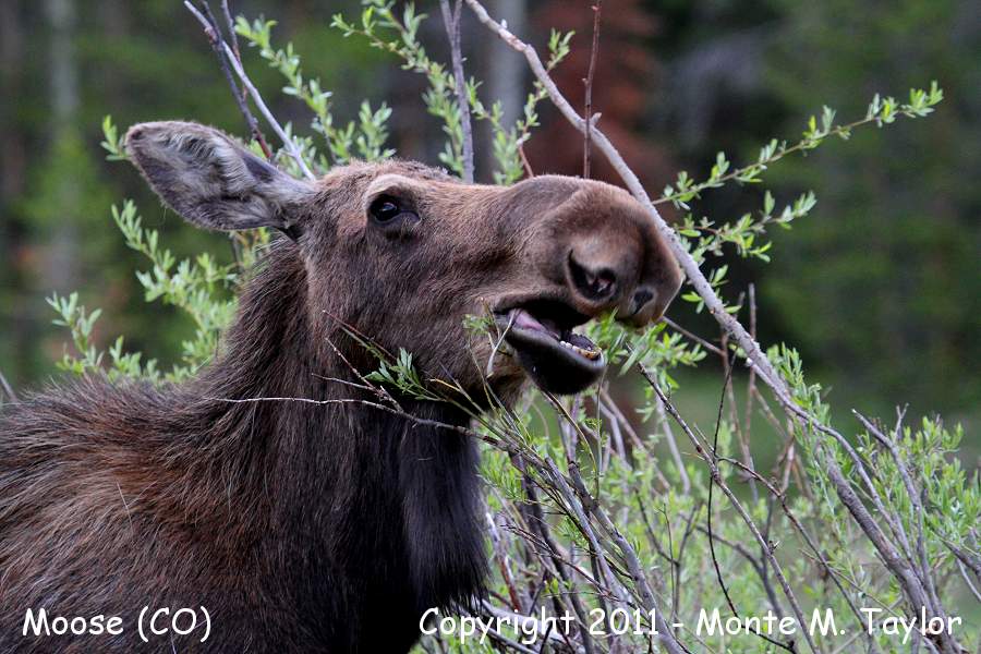 Moose -spring female- (Colorado)
