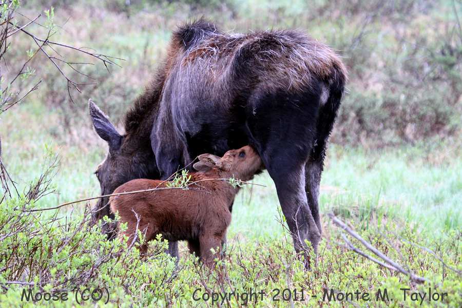 Moose -spring female with calf- (Colorado)