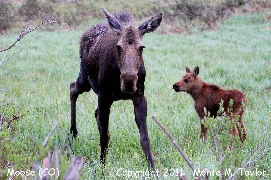 Moose -spring female with calf- (Colorado(