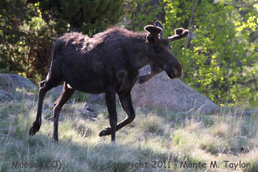 Moose -spring 1st yr male- (Colorado)