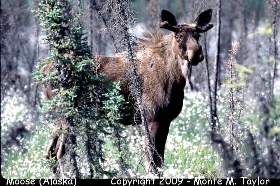 Moose -spring- (North Slope Haul Road 200 miles north of Fairbanks, Alaska)
