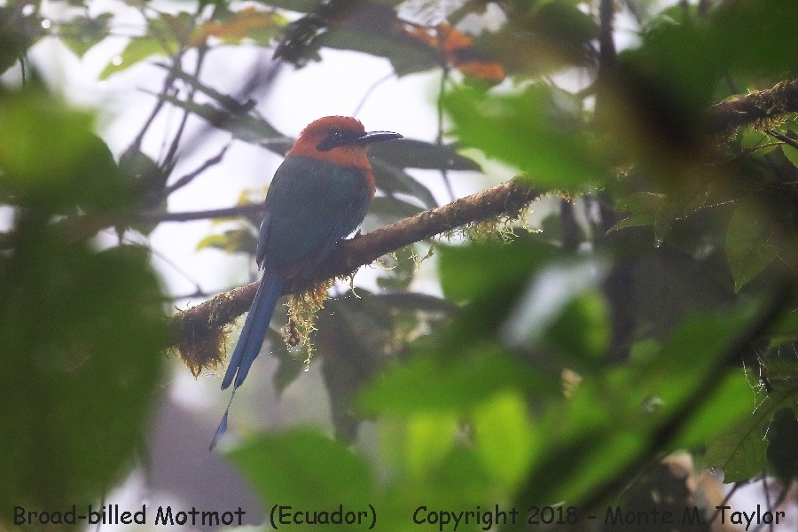 Broad-billed Motmot (?) -November- (Tandayapa, Ecuador)