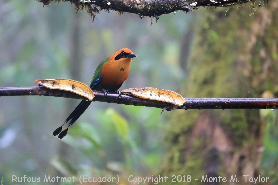 Rufous Motmot -November- (Milpe, Ecuador)