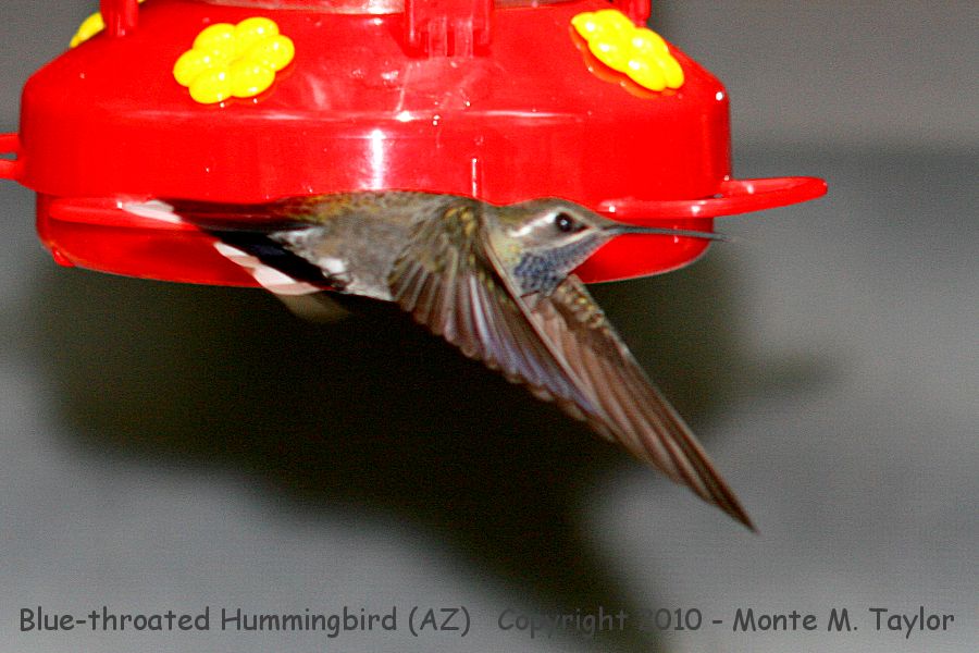 Blue-throated Hummingbird -summer male- (Arizona)