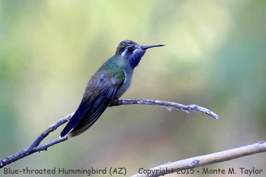 Blue-throated Hummingbird -spring male juvenal- (Arizona)