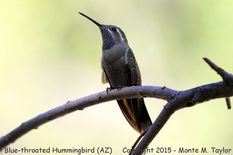 Blue-throated Hummingbird -spring male- (Arizona)