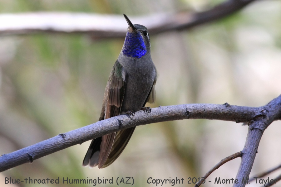 Blue-throated Hummingbird -spring male- (Arizona)
