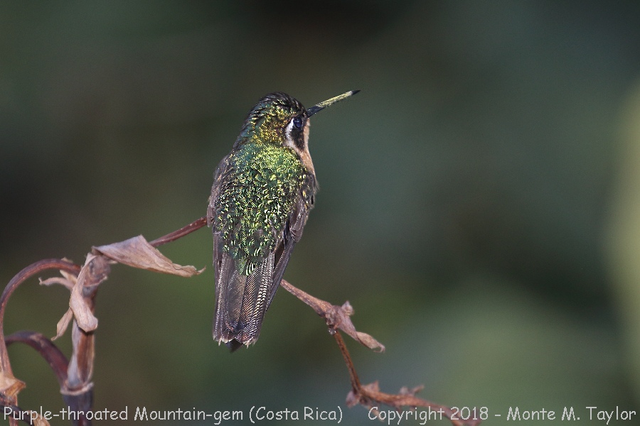 Purple-throated Mountain-Gem -winter female- (Savegre, Costa Rica)