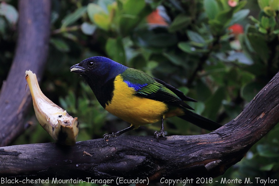 Black-chested Mountain-Tanager -November- (Yanacocha, Ecuador)