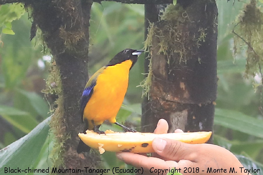Black-chinned Mountain-Tanager -November- (Mashpi, Ecuador)