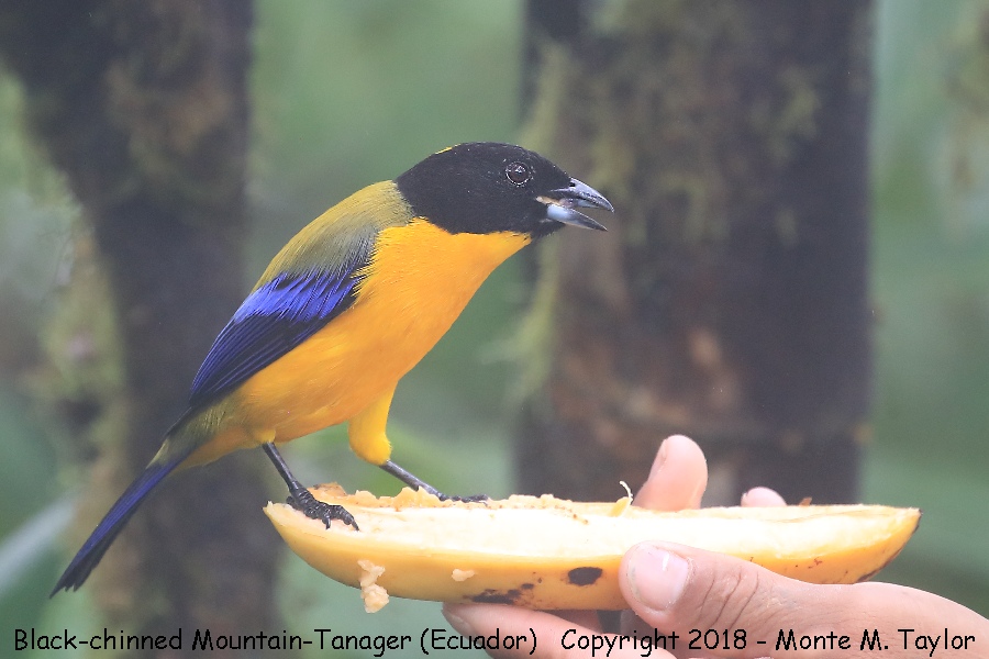 Black-chinned Mountain-Tanager -November- (Mashpi, Ecuador)