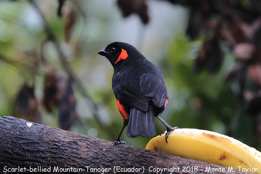 Scarlet-bellied Mountain-Tanager -November- (Yanacocha, Ecuador)