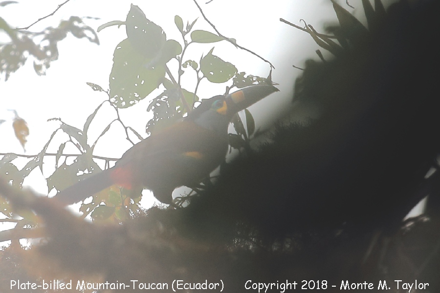 Plate-billed Mountain-Toucan -November- (Bellavista, Ecuador)