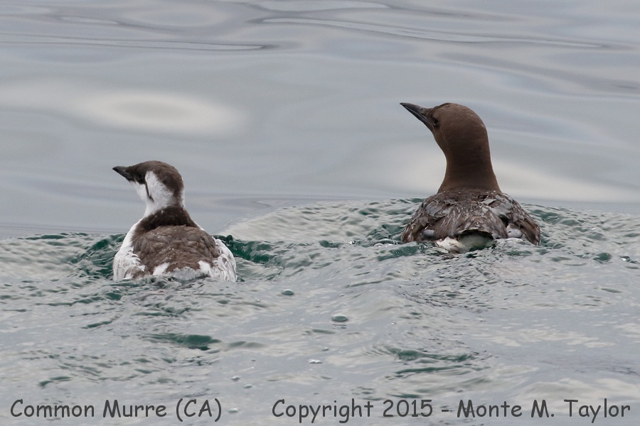 Common Murre -summer adult male with young- (California)