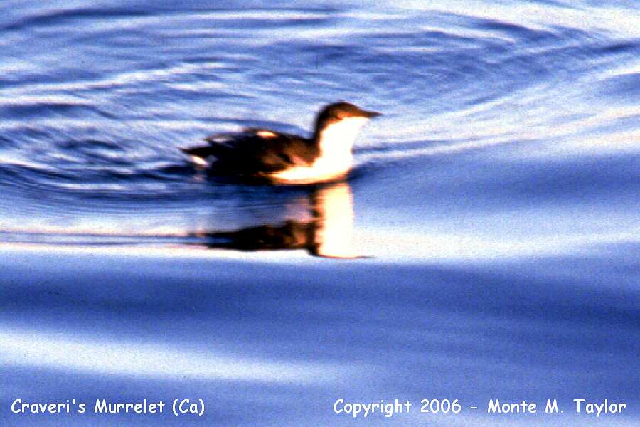 Craveri's Murrelet -fall- (California)
