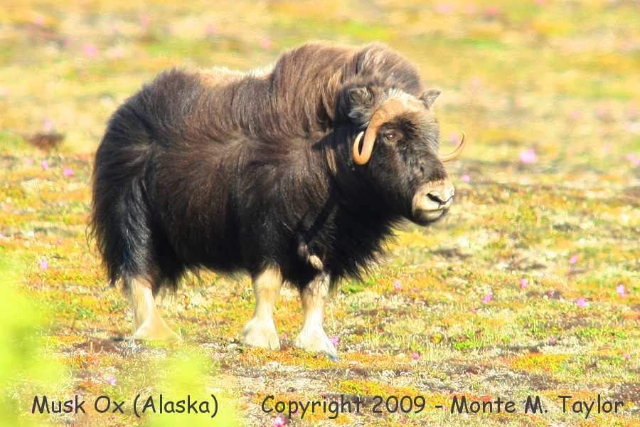 Musk Ox -spring / Kougarok Rd- (Nome, Alaska)