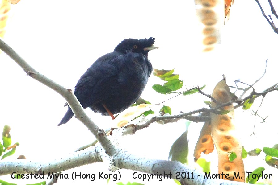 Crested Myna -winter- (Hong Kong, China)