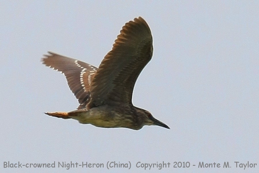 Black-crowned Night-Heron -spring juvenile- (Qilihai Preserve, Tianjin, China)