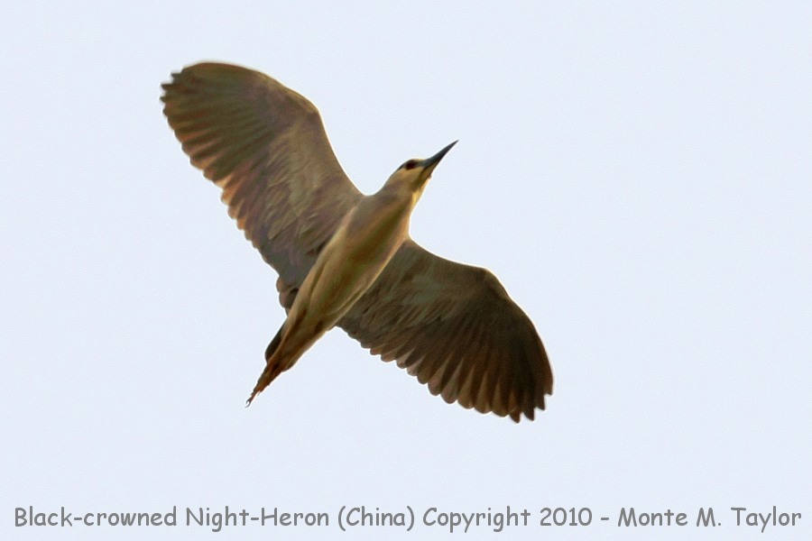 Black-crowned Night-Heron -spring- (Tianjin, China)