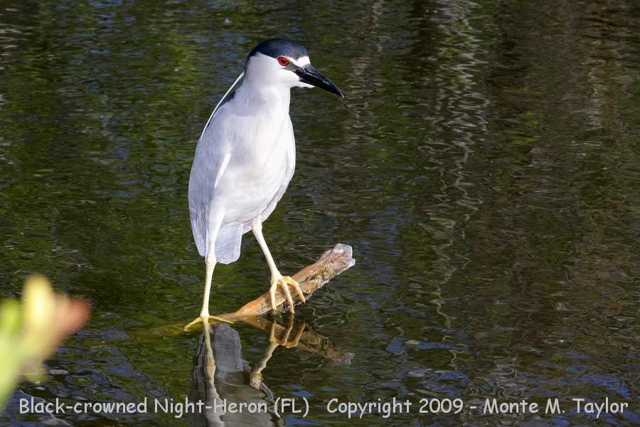 Black-crowned Night-Heron -winter- (Everglades NP, Florida)