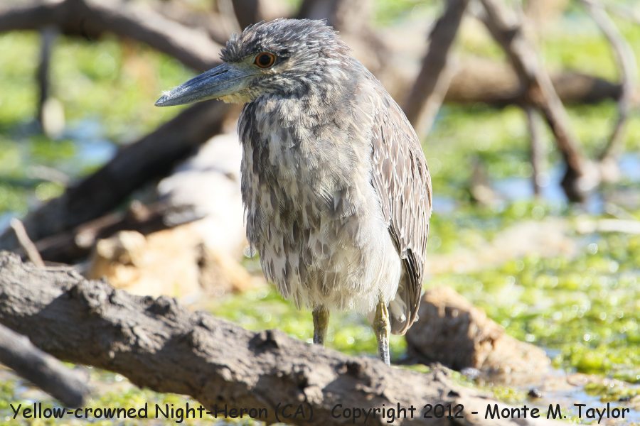 Yellow-crowned Night-Heron -fall juvenile- (Bolsa Chica, California)