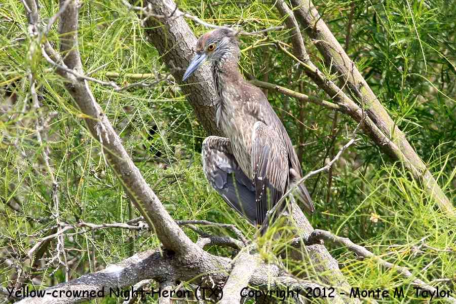 Yellow-crowned Night-Heron -spring juvenile- (Texas)